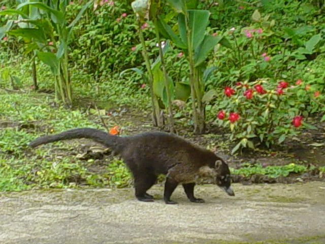 Pizote, un mamifero comun visto alrededor de Tamarindo, Costa Rica