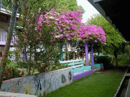 Bougainvillea flowers in the garden at Cabinas Marielos, Tamarindo, Costa Rica