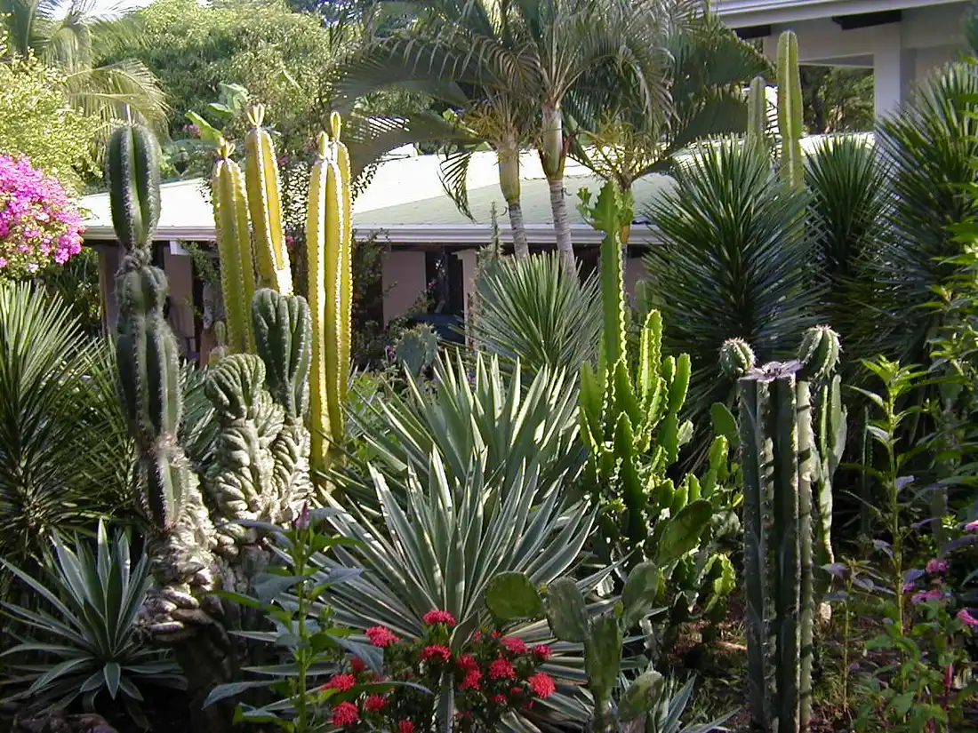 Cactus nativo y plantas de bosque seco tipicas de Guanacaste, Costa Rica