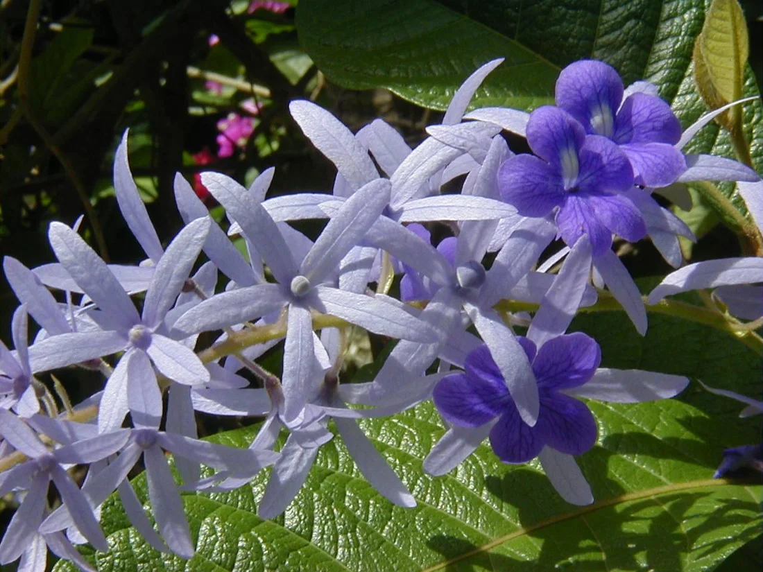 Purple flowering plants in the garden at Cabinas Marielos