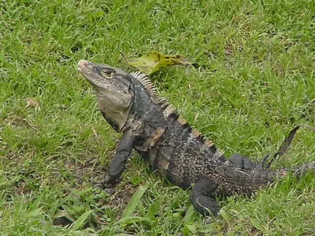 Iguana en el jardin cerca de Tamarindo, Guanacaste, Costa Rica
