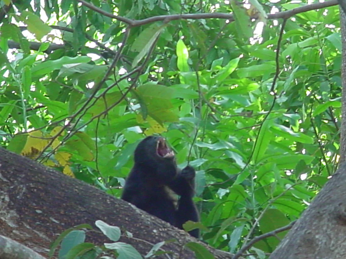 Mono en los arboles cerca de Tamarindo, Guanacaste, Costa Rica